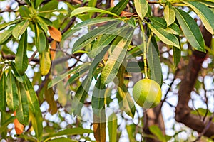 Green Suicide tree, Pong-pong, Othalanga (Cerbera oddloam) fruit