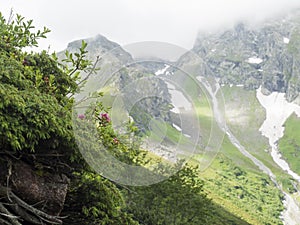 Green summer alpine mountain valley with wet green vegatation and pink flowers in foreground. Stubai Tirol, Austrian photo