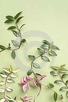 Green summer background with natural creeper branches, copy space.