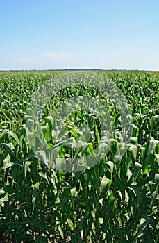 Green summer cornfield