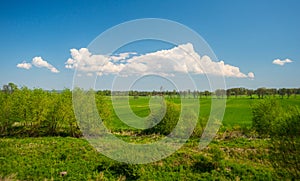 Green summer field with line of trees and blue sky