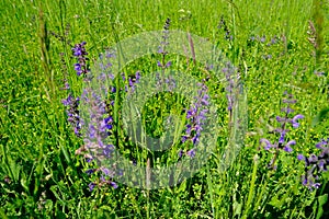 Green summer field, natural, environmental concept, wild meadow grasses, wild flowers, nature conservation, background for the