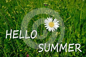 Green summer field, natural, environmental concept, wild meadow grasses, white daisies, flowers, hello summer, nature conservation