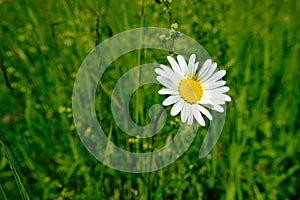Green summer field, natural, environmental concept, wild meadow grasses, white daisies, flowers, nature conservation, background