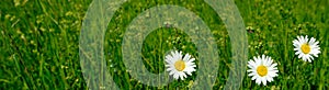 Green summer field, natural, environmental concept, wild meadow grasses, white daisies, flowers, nature conservation, background