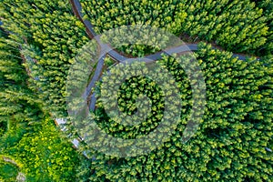 Green summer forest and asphalt road drone view