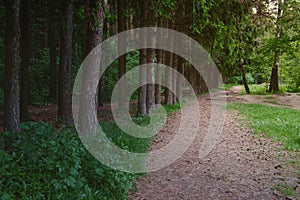 Green summer forest at misty morning. Foggy woodland natural landscape. Path through the forest.