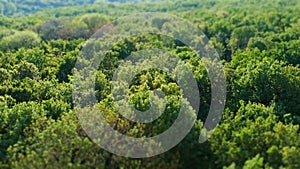 Green summer forest panorama, aerial view with, shift blurred effect