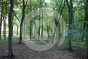 Green Summer Forest with Sunshine