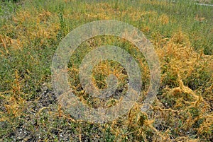 Green summer grass with bushes of orange dried weeds on the steppe of Ukraine.
