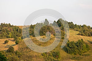 Green summer landscape in rural Romania