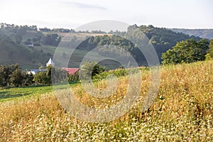 Green summer landscape in rural Romania