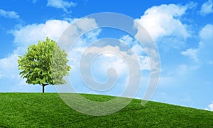 Green summer landscape scenic view wallpaper. Solitary tree on grassy hill and blue sky with clouds. Lonely tree springtime.