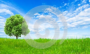 Green summer landscape scenic view wallpaper. Solitary tree on grassy hill and blue sky with clouds. Lonely tree springtime.