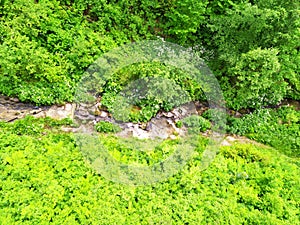 Green summer landscape with trees and plants in the forest. Top view of the mountain small stream.