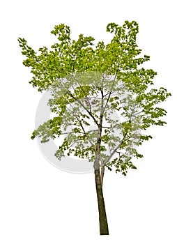 Green summer maple tree isolated on white