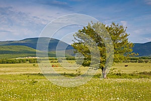 Green summer meadow with flowers and herbs