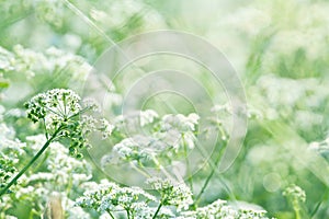 Green summer meadow with Queen Annes lace