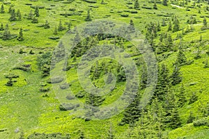 Green summer mountain slopes overgrown with young spruce forest - mountain textures. Vibrant photo wallpaper.