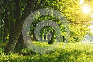 Green summer nature on sunny day. Summer background. Trees on green meadow. Warm sunlight through the trees.