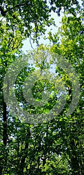 Green summer oak forest tree leaves