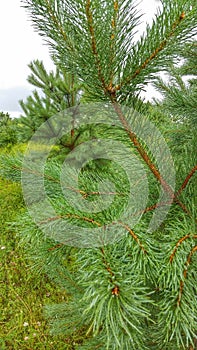 Green summer pine amond forest in Russian federation