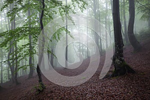 Green summer rainy and foggy forest. Old misty woodland nature landscape.