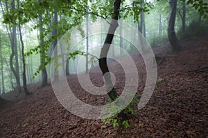 Green summer rainy and foggy forest. Old misty woodland nature landscape.