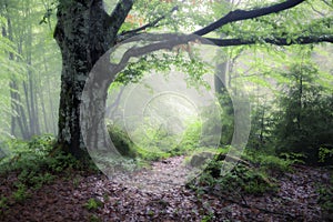 Green summer rainy and foggy forest. Old misty woodland nature landscape.