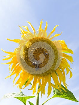 green sun  sunflower flower seeds nature yellow blue sky insects bees bumblebee seeds macro