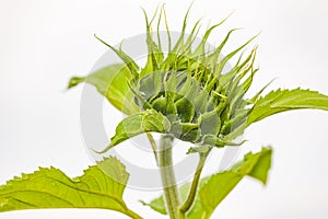 Green sunflower