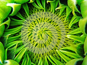 Green sunflower bud
