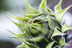 Green sunflower bud. Macro shot of sunflower bud