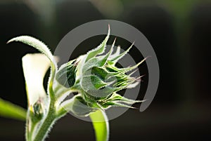 Green Sunflower Bud