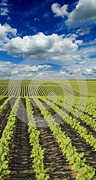 Green sunflower crops field maturing