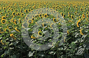 Green sunflower field stretches to the horizon