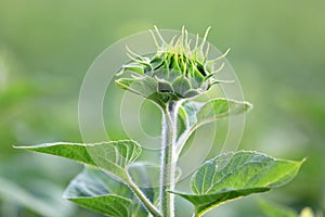 Green sunflower plant