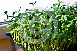 Green sunflower sprouts - concept for healthy nutrition, closeup