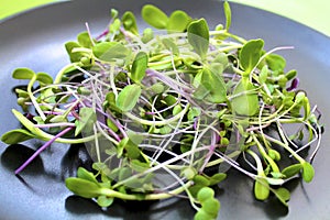 Green sunflower sprouts and purple radish micro-greens salad on a black plate