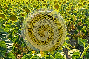 Green sunflower in a sunflower field photo