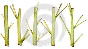 Green sunflower trunks for Easter