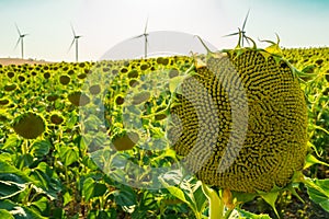 Green sunflowers in a sunflower field with wind turbines or windmills photo