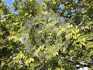 Green sunny juniper. Juicy colors of summer, juniper buds