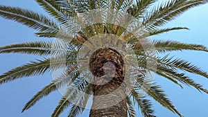 Green sunny palm tree under blue sky on Black Sea beach