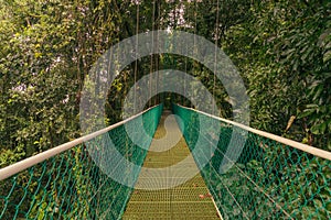 Green suspension bridge in the rain forest