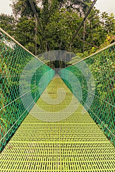 Green suspension bridge in the rain forest