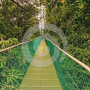 Green suspension bridge in the rain forest