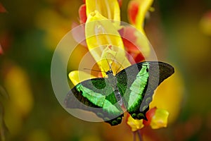 Green swallowtail buterfly, Papilio palinurus, insect in the nature habitat, red and yellow liana flower, Indonesia, Asia photo