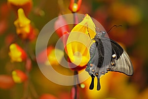 Green swallowtail buterfly, Papilio palinurus, insect in the nature habitat, red and yellow liana flower, Indonesia, Asia photo