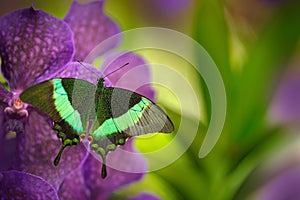 Green swallowtail butterfly, Papilio palinurus, on the pink violet orchid bloom. Insect in the nature habitat, sitting on wild